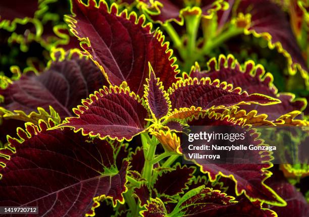 multi-coloured  curly leaves of coleus - versterkte kleuren stockfoto's en -beelden