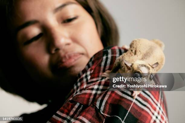 momonga riding on shoulder - pampered pets stock-fotos und bilder