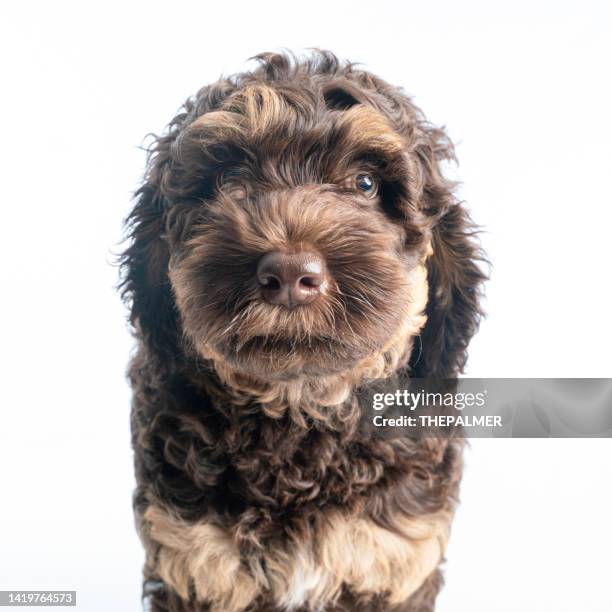 australian labradoodle - portrait - labradoodle stock pictures, royalty-free photos & images