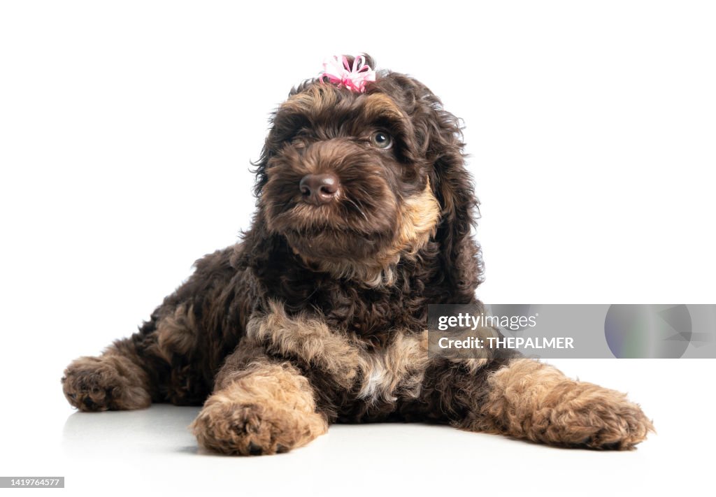 Australian labradoodle girl