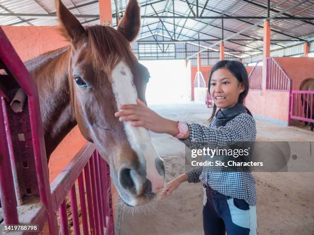 junges asiatisches mädchen, das im stall den braunen pferdekopf berührt, ein teenager-mädchen, das vor dem reittraining auf der ranch ein pferd streichelt - portrait hobby freizeit reiten stock-fotos und bilder