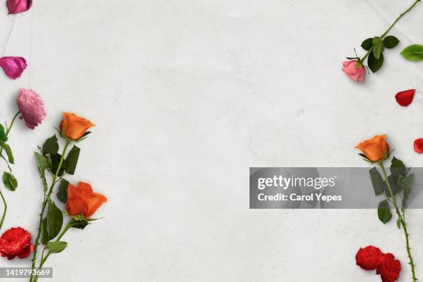 beautiful roses flowers in white - leaves white background stockfoto's en -beelden