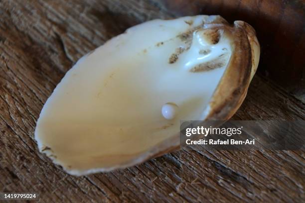 32 Pinctada Maxima Stock Photos, High-Res Pictures, and Images - Getty ...