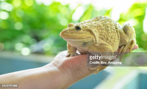 someone hand holding a big toad as a pet. - giant frog stock pictures, royalty-free photos & images