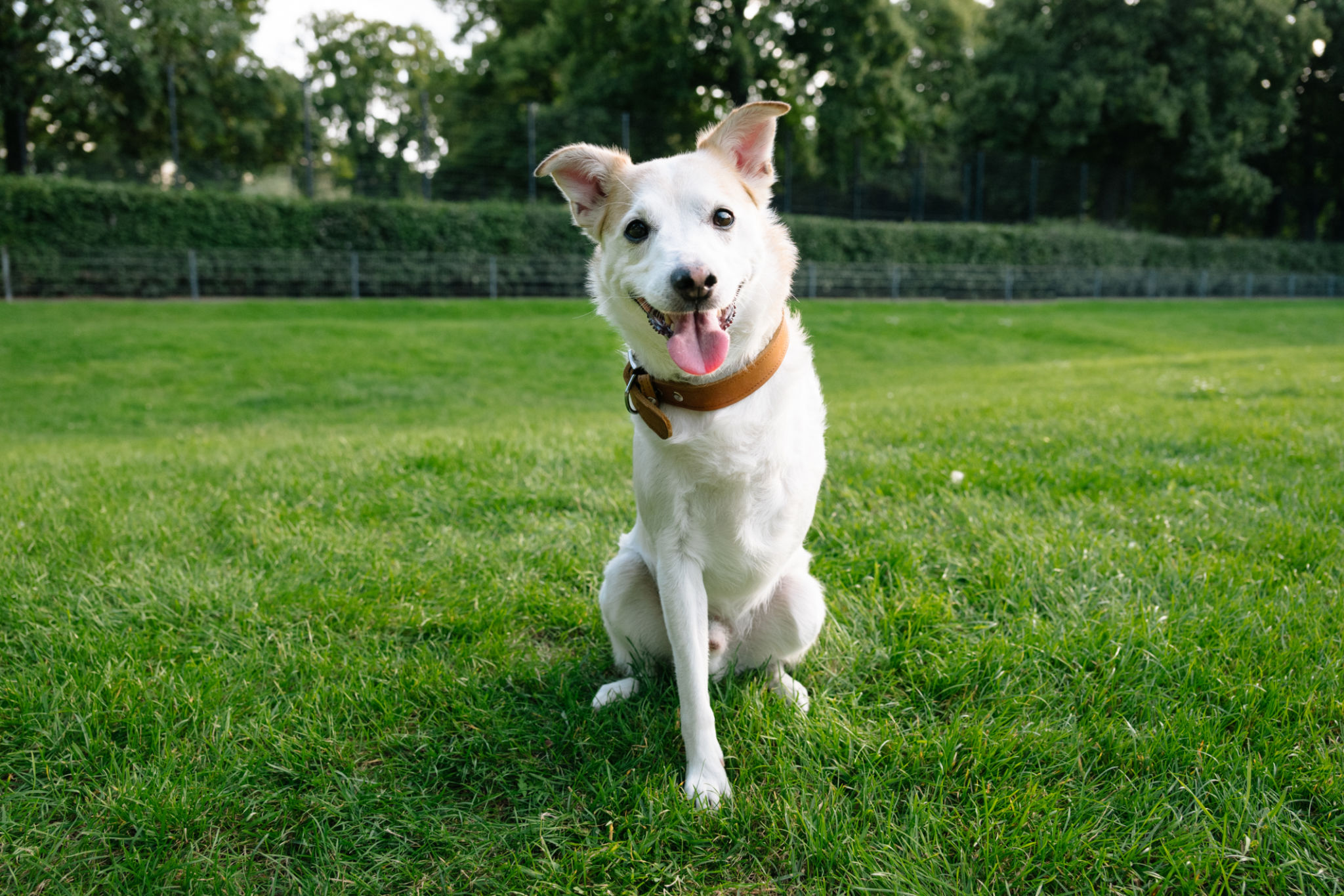 happy pet adoption