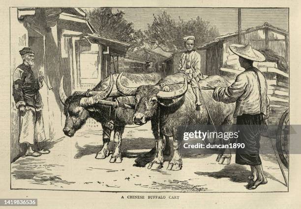 stockillustraties, clipart, cartoons en iconen met chinese boy driving a buffalo cart, china 1870s, victorian 19th century, history - asian ox