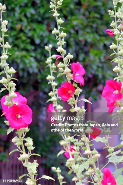 hollyhock / althaea rosea flower - stockrose stock-fotos und bilder