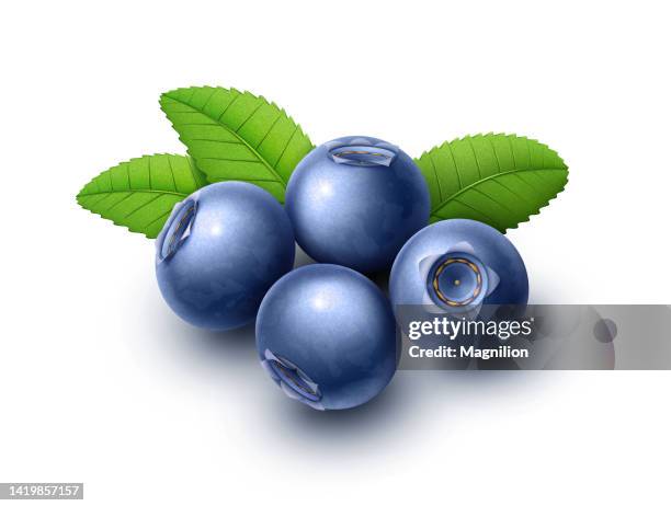 blueberries with green leaves - succulent macro stock illustrations