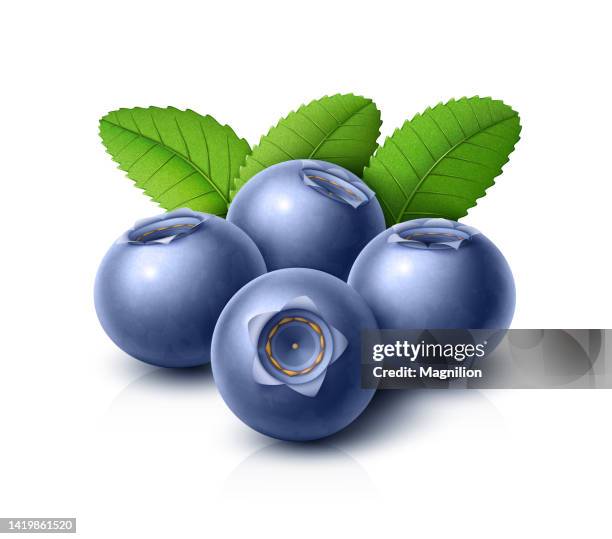 stockillustraties, clipart, cartoons en iconen met blueberries with green leaves - blauwe bosbes