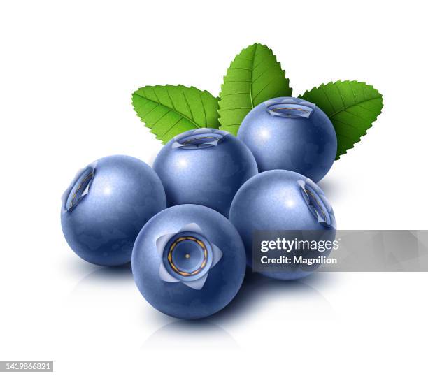 stockillustraties, clipart, cartoons en iconen met blueberries with green leaves - blauwe bosbes