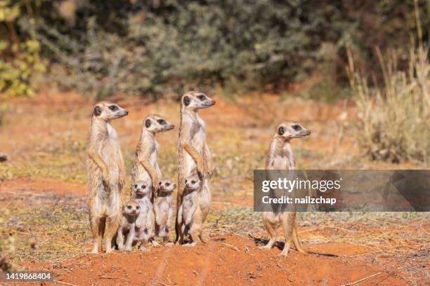 famille suricate - suricate photos et images de collection