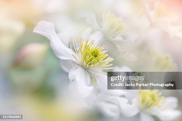 close-up, soft-focus image of beautiful clematis montana, summer white flowers - softfocus stock pictures, royalty-free photos & images