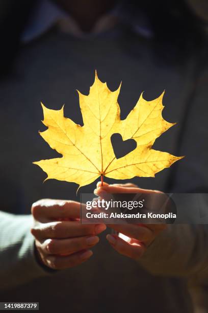 close-up of female hands holding yellow autumn maple leaf with heart-shaped hole - maple leaf heart stock pictures, royalty-free photos & images