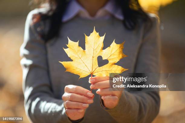 young woman holding yellow autumn maple leaf with heart-shaped hole - maple leaf heart stock pictures, royalty-free photos & images