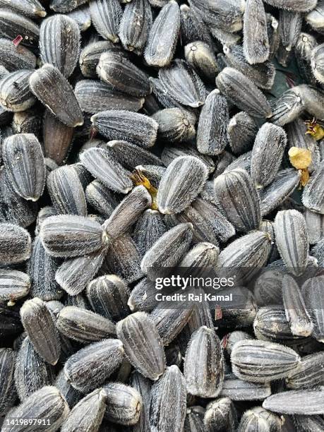 selection of sunflower (helianthus annuus) seeds fallen from ripen sunflower heads. - sunflower seed stock pictures, royalty-free photos & images