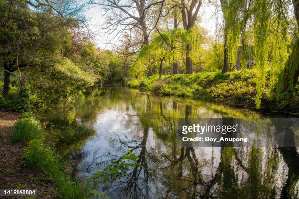 tranquility view of avon river flowing through the centre of christchurch, new zealand. - avon river photos et images de collection