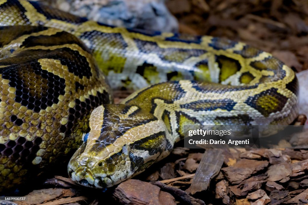 Moluro python