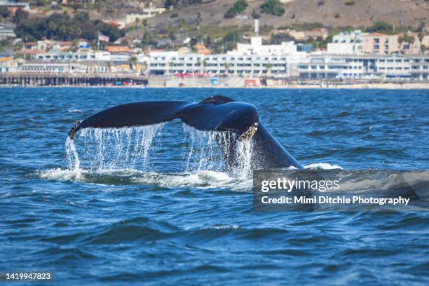 whale's tail and pismo beach - pismo beach stock pictures, royalty-free photos & images