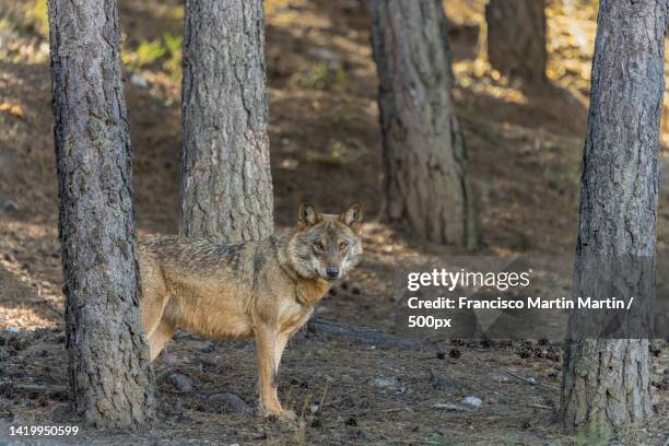 portrait of cheetah standing on field,spain - wolf stockfoto's en -beelden