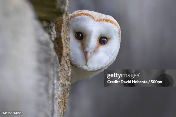 close-up portrait of barn owl perching on tree,haworth,keighley,united kingdom,uk - búho fotografías e imágenes de stock