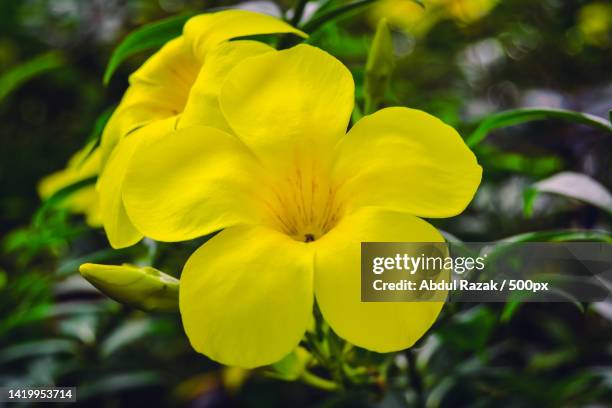 close-up of yellow flowering plant - mandevilla rosa fotografías e imágenes de stock