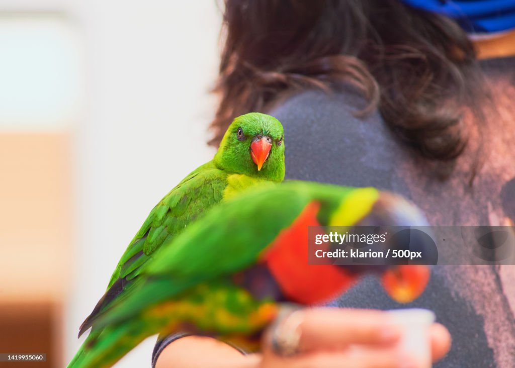 Close-up of rainbow lorikeet perching on woman