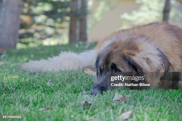 pet love domestic animals - leonberger stock pictures, royalty-free photos & images