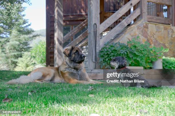 pet love domestic animals - leonberger stock-fotos und bilder