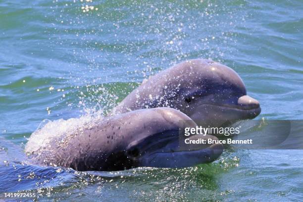 Dolphins swim in the Atlantic Ocean just off the coast of Atlantic City on August 28, 2022 in Atlantic City, New Jersey, United States. With warming...