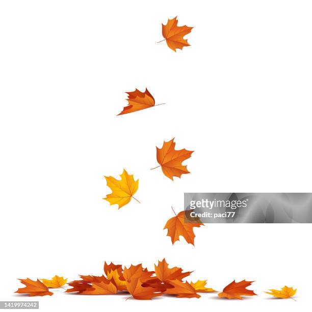 autumn leaves falling. - leaf stock illustrations