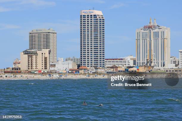 Dolphins swim in the Atlantic Ocean just off the coast of Atlantic City on August 28, 2022 in Atlantic City, New Jersey, United States. With warming...