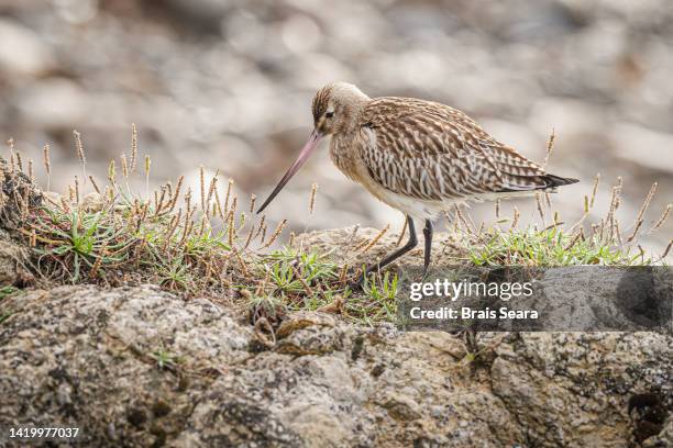 bar-tailed godwit - maçarico - fotografias e filmes do acervo