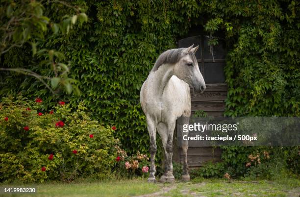the thoroughbred horse in the garden - caballo blanco fotografías e imágenes de stock