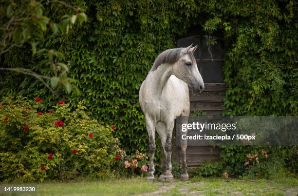 the thoroughbred horse in the garden - white horse stock pictures, royalty-free photos & images