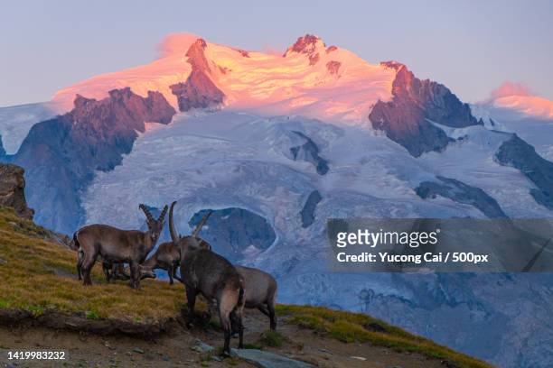 high angle view of goats standing on mountain against sky during sunset,gornergrat,zermatt,switzerland - alpine ibex stockfoto's en -beelden