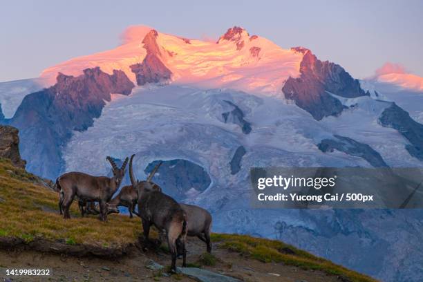 high angle view of goats standing on mountain against sky during sunset,gornergrat,zermatt,switzerland - swiss ibex bildbanksfoton och bilder