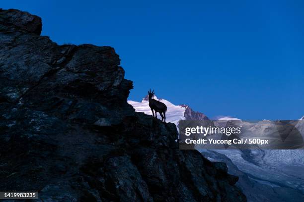 silhouette of mountain goat standing on rock against mountains and clear blue sky,gornergrat,zermatt,switzerland - camurça - fotografias e filmes do acervo