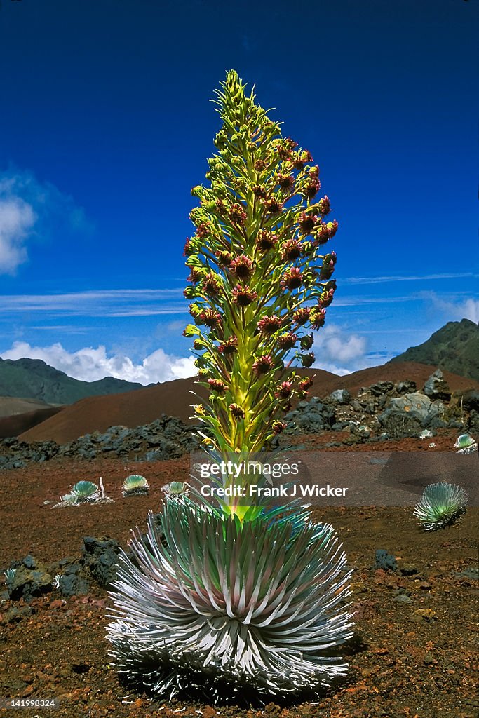 Endangered Haleakala  silversword plant