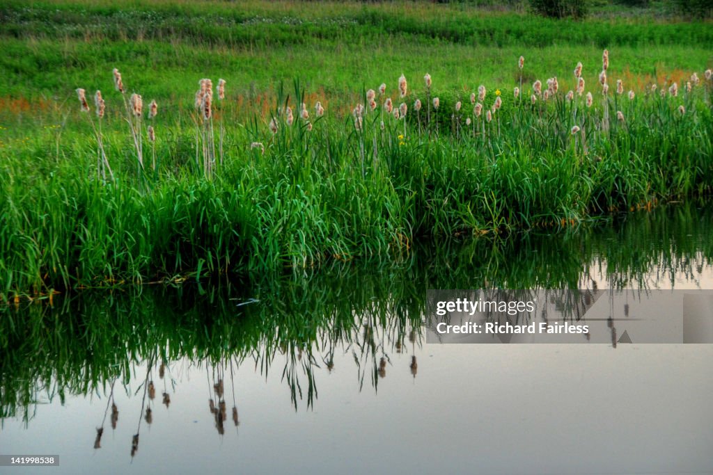 Reflection of flowers