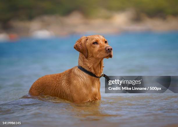 Labrador Standing Photos and Premium High Res Pictures - Getty Images