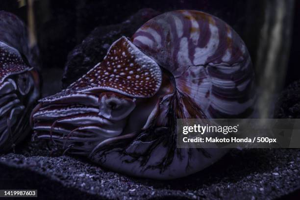 Giant Sea Shell Photos and Premium High Res Pictures - Getty Images
