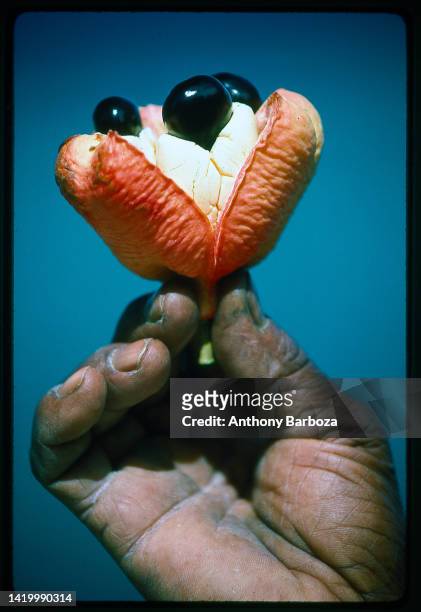 View of an ackee fruit held in a model's hand, seen against a blue background, Jamaica, 2002.