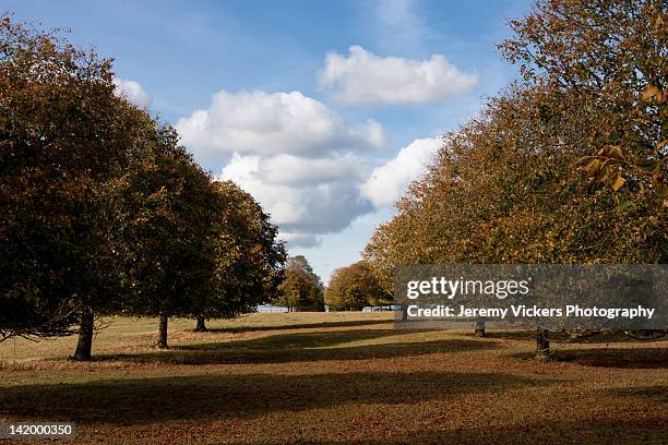 tree lined avenue - blenheim palace stock-fotos und bilder