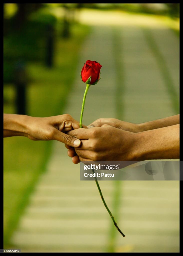 Hands holding single red rose