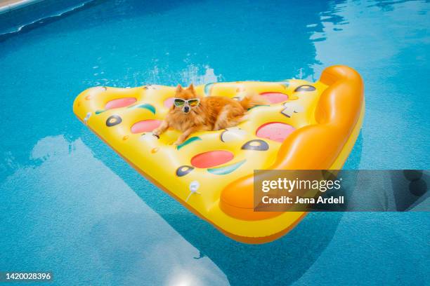 vacation dog in swimming pool, cute dog floating on pool float, summer dog having fun - american pizza stock pictures, royalty-free photos & images