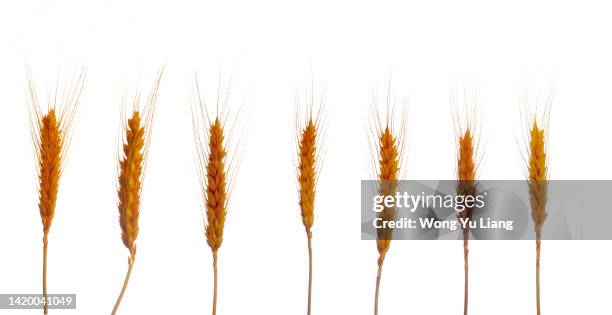 various wheats isolated on white background - rogge graan stockfoto's en -beelden