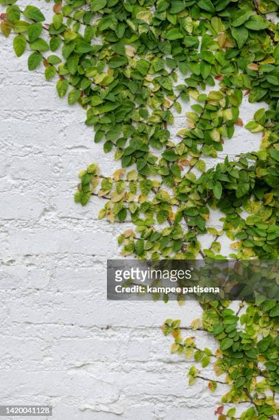 ivy growing on white brick wall - ground ivy stock pictures, royalty-free photos & images