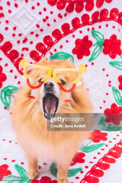 funny dog wearing novelty glasses, surprised dog open mouth, pomeranian small cute dog - cinco de mayo funny fotografías e imágenes de stock