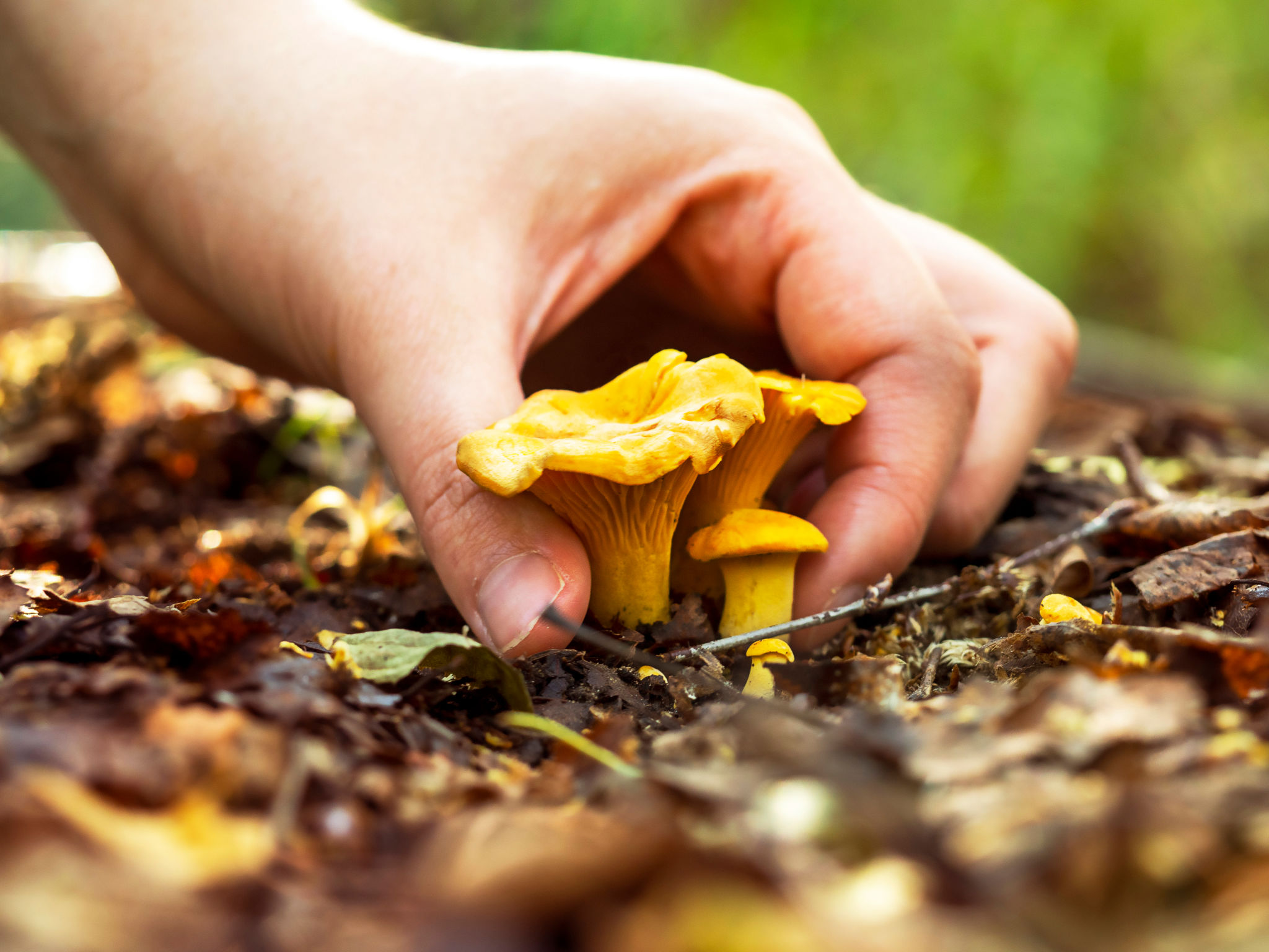 mushroom picking