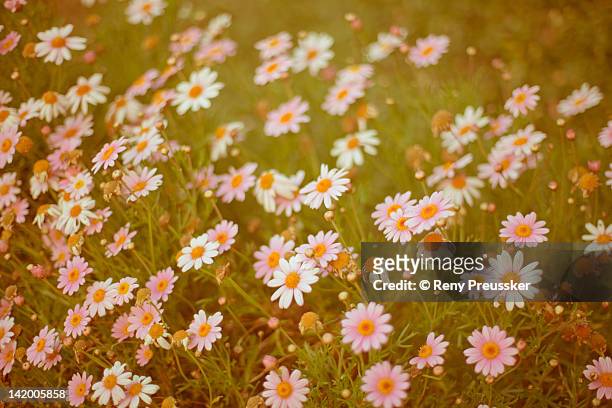 pink daisies at dusk - reny preussker foto e immagini stock